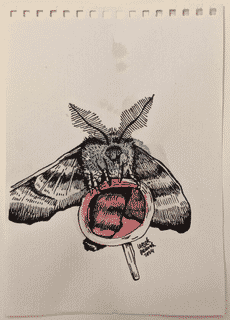 moth-2-2014-poor-quality-photo